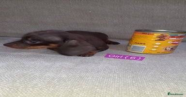 Miniature Dachshund dogs - Advert 12