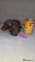 Miniature Dachshund dogs - Advert 3