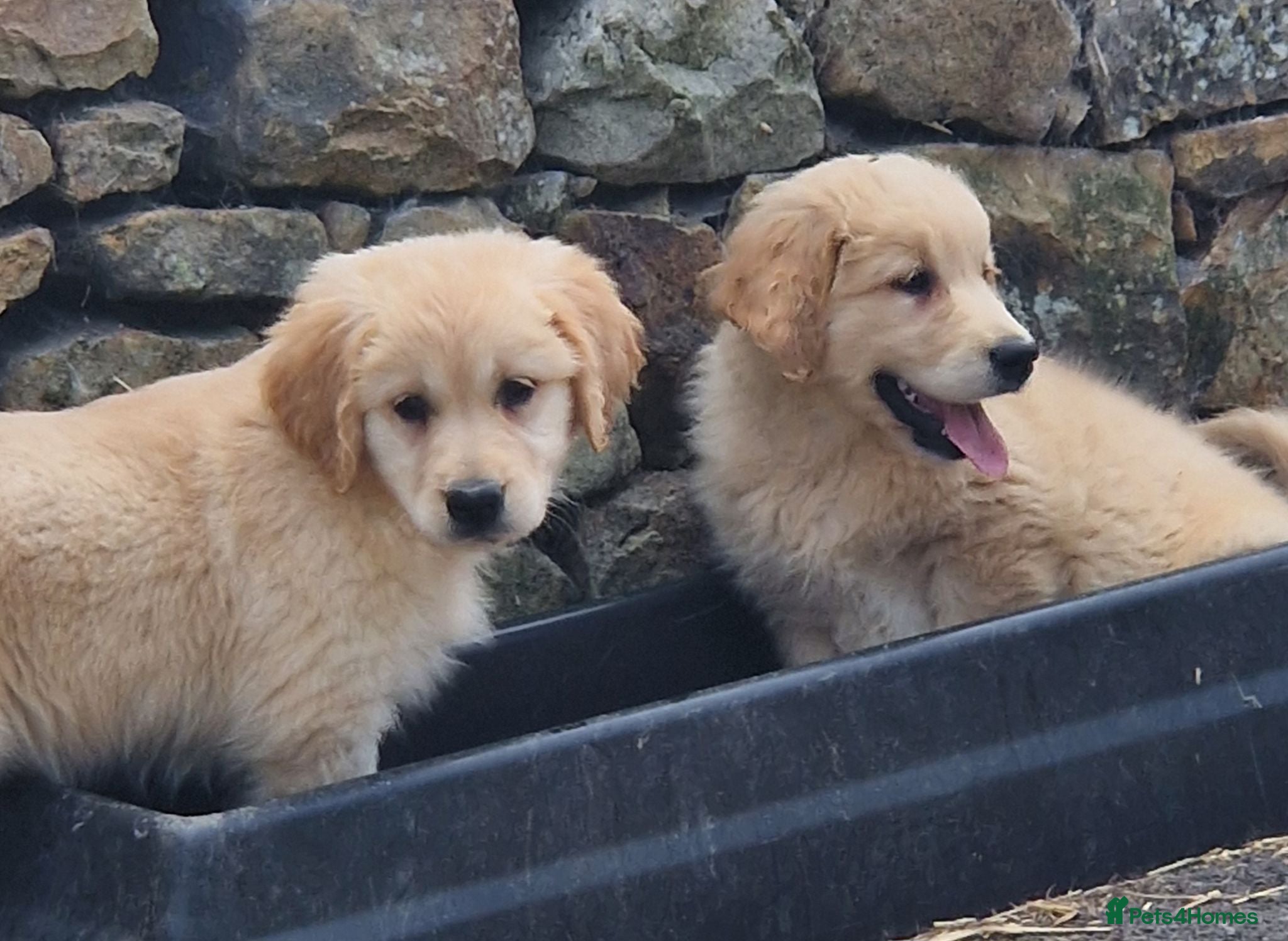 Golden Retriever dogs Stunning golden Girls - Advert 2