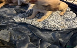 Chihuahua dogs for sale: Baby Chihuahuas - Image 3