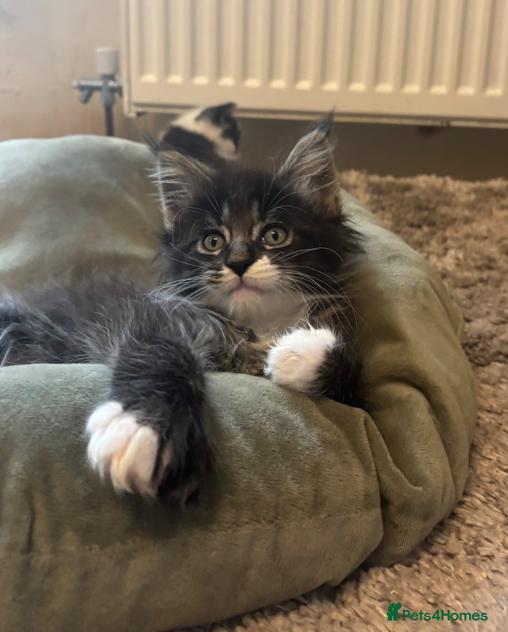 Maine Coon cats Maine coon kittens for sale. Some polydactyl.  - Advert 2
