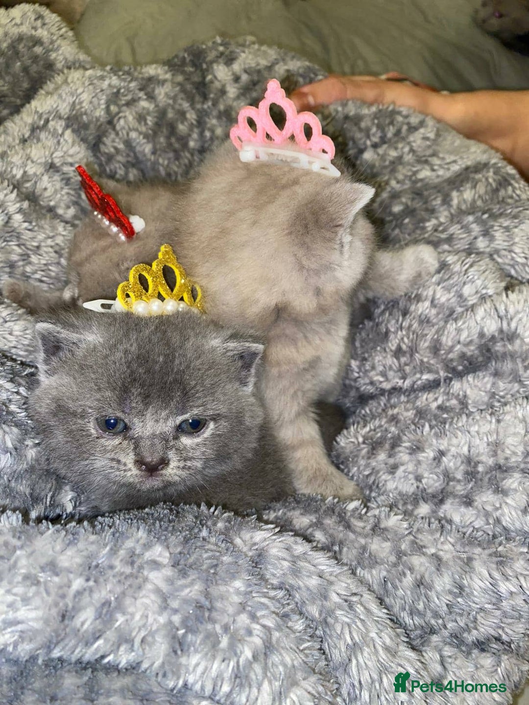 Scottish Fold cats for sale: Beautiful Scottish Fold Kittens🫶🏼😍 - Advert 8