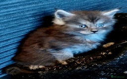 Maine Coon cats for sale: Full Pedigree blue smoke Maine Coon Kittens  - Advert 1