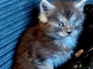 Maine Coon cats for sale: Full Pedigree blue smoke Maine Coon Kittens - Advert 1