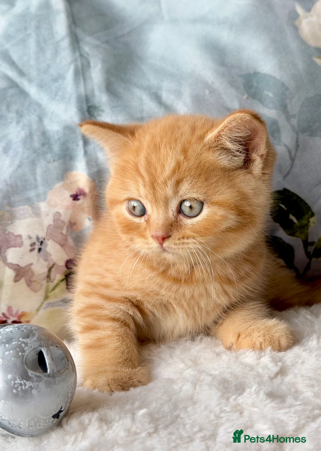 British Shorthair cats for sale: Beautiful pedigree kittens TICA registered  - Advert 19