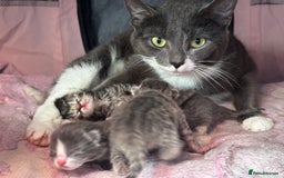 Domestic Shorthair cats for sale: Kittens Expected - Image 1