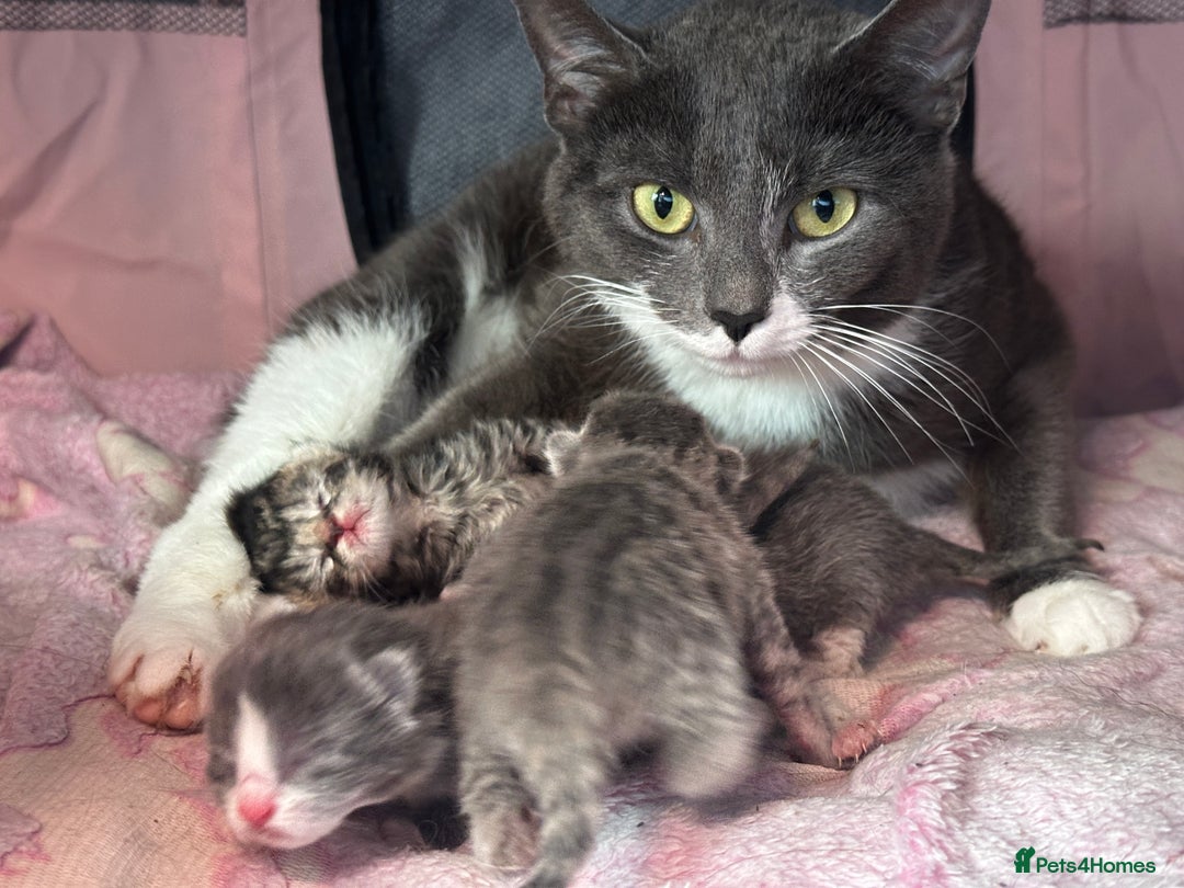 Domestic Shorthair cats for sale: Kittens Expected - Image 1