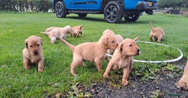 Labrador Retriever dogs - Advert 10