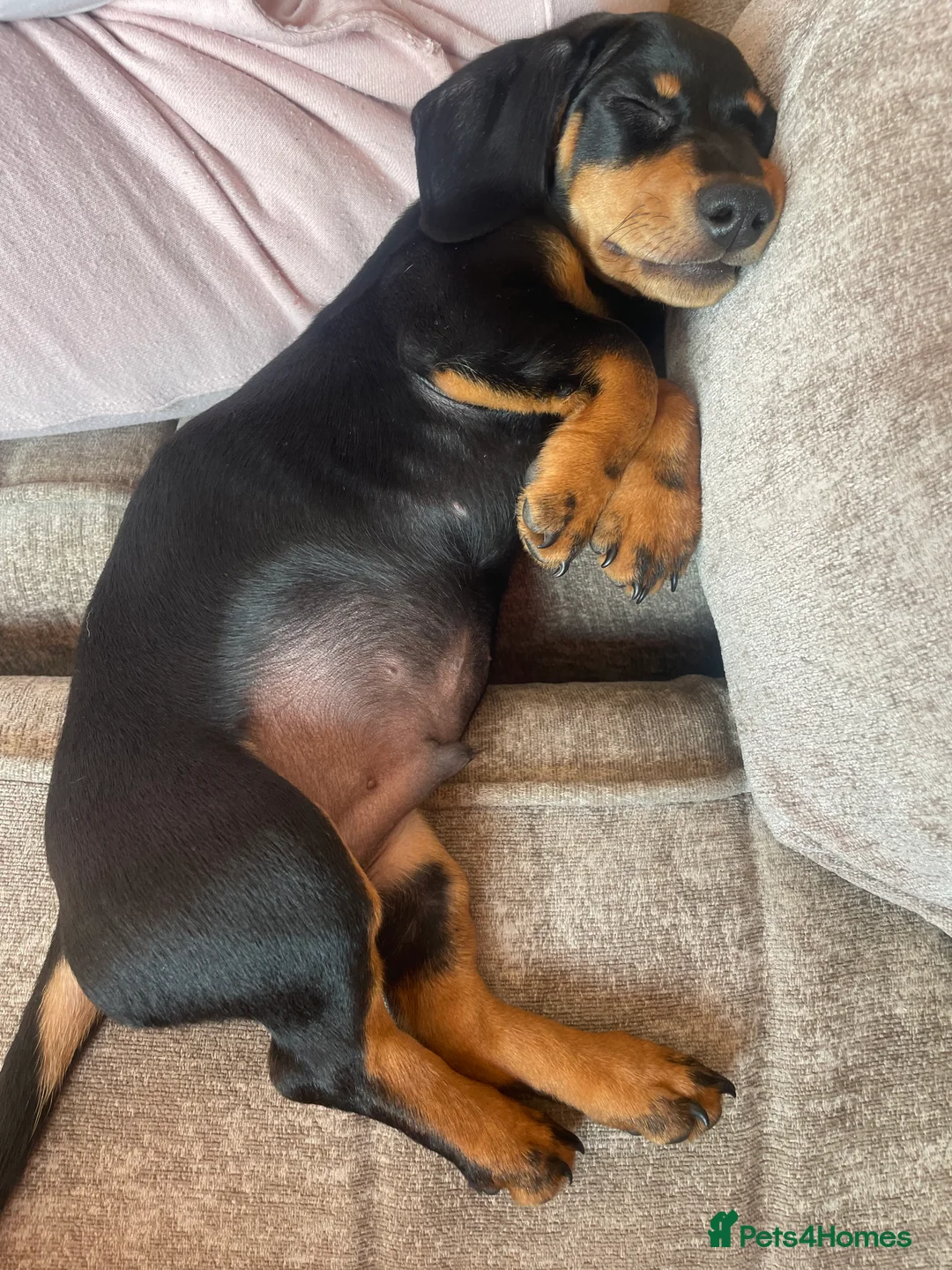 Dachshund dogs for sale: Dachshund  - Advert 4
