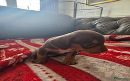 Mixed Breed dogs for sale: French Bulldog x Dachshund Puppies - Image 9