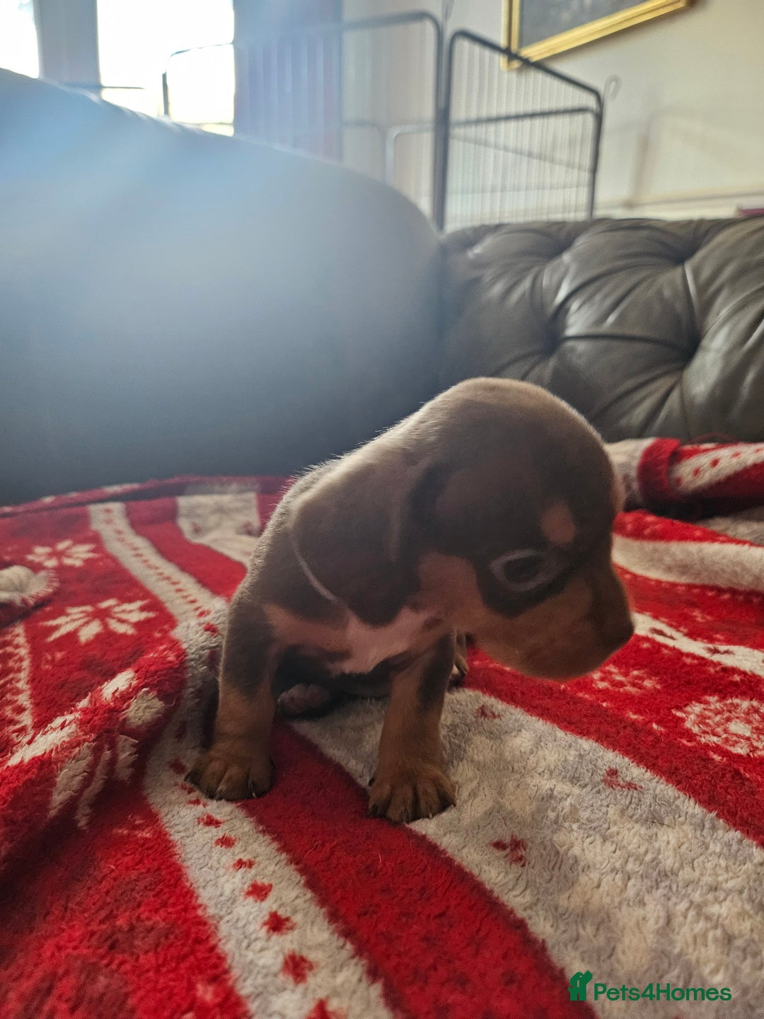 Mixed Breed dogs for sale: French Bulldog x Dachshund Puppies - Image 9