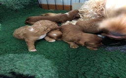 Cockapoo dogs for sale: Cockapoo puppies - Image 8