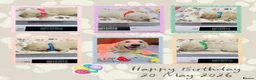 Golden Retriever dogs for sale: 🌟🏆CHAMPION Couple 35GEN HEALTH CERTIFICATED - Advert 1