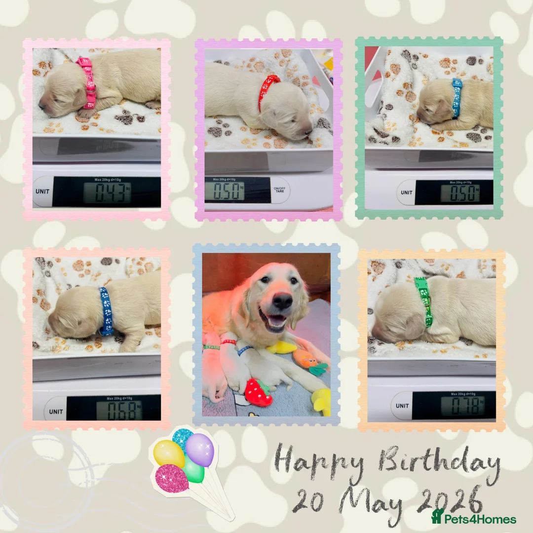 Golden Retriever dogs for sale: 🌟🏆CHAMPION Couple 35GEN HEALTH CERTIFICATED - Advert 1