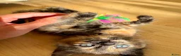 Mixed Breed cats for sale: 4 Fluffy kittens are ready to go  - Advert 6
