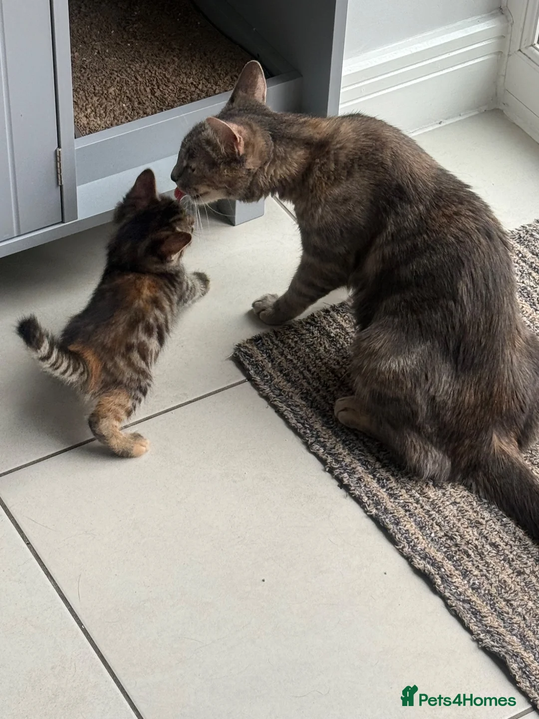 Mixed Breed cats for sale: Tabby girl - Advert 2