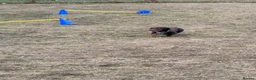 Miniature Dachshund dogs for sale: Miniature Dachshund in Enfield - Advert 2