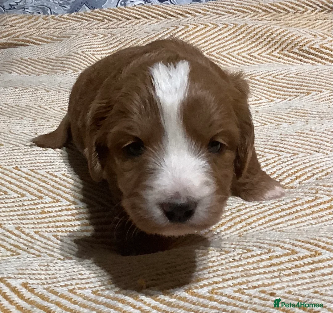 Mixed Breed dogs for sale: AUSTRALIAN LABRADOODLE PUPPIES READY NOW - Advert 18