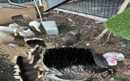 Turkeys poultry for sale: Mixed turkeys - Image 2