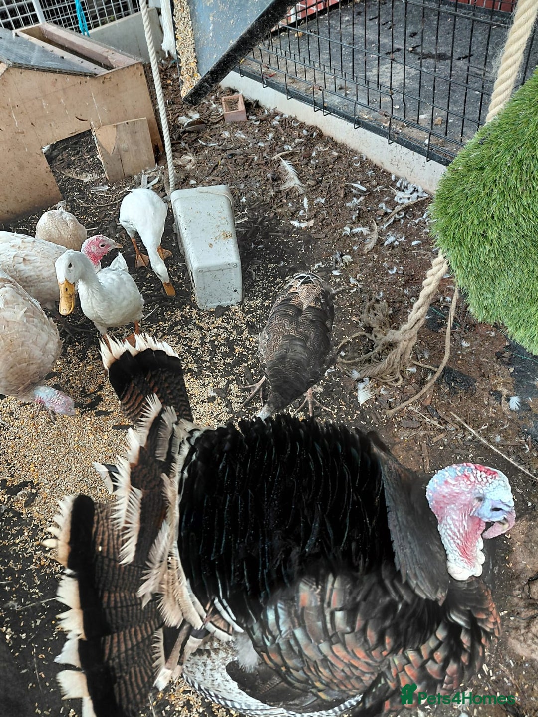 Turkeys poultry for sale: Mixed turkeys - Image 2