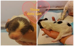 English Springer Spaniel dogs for sale: 🌟 Beautiful Springer Spaniel Litter - Image 32