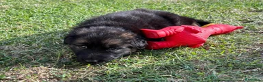 German Shepherd 1