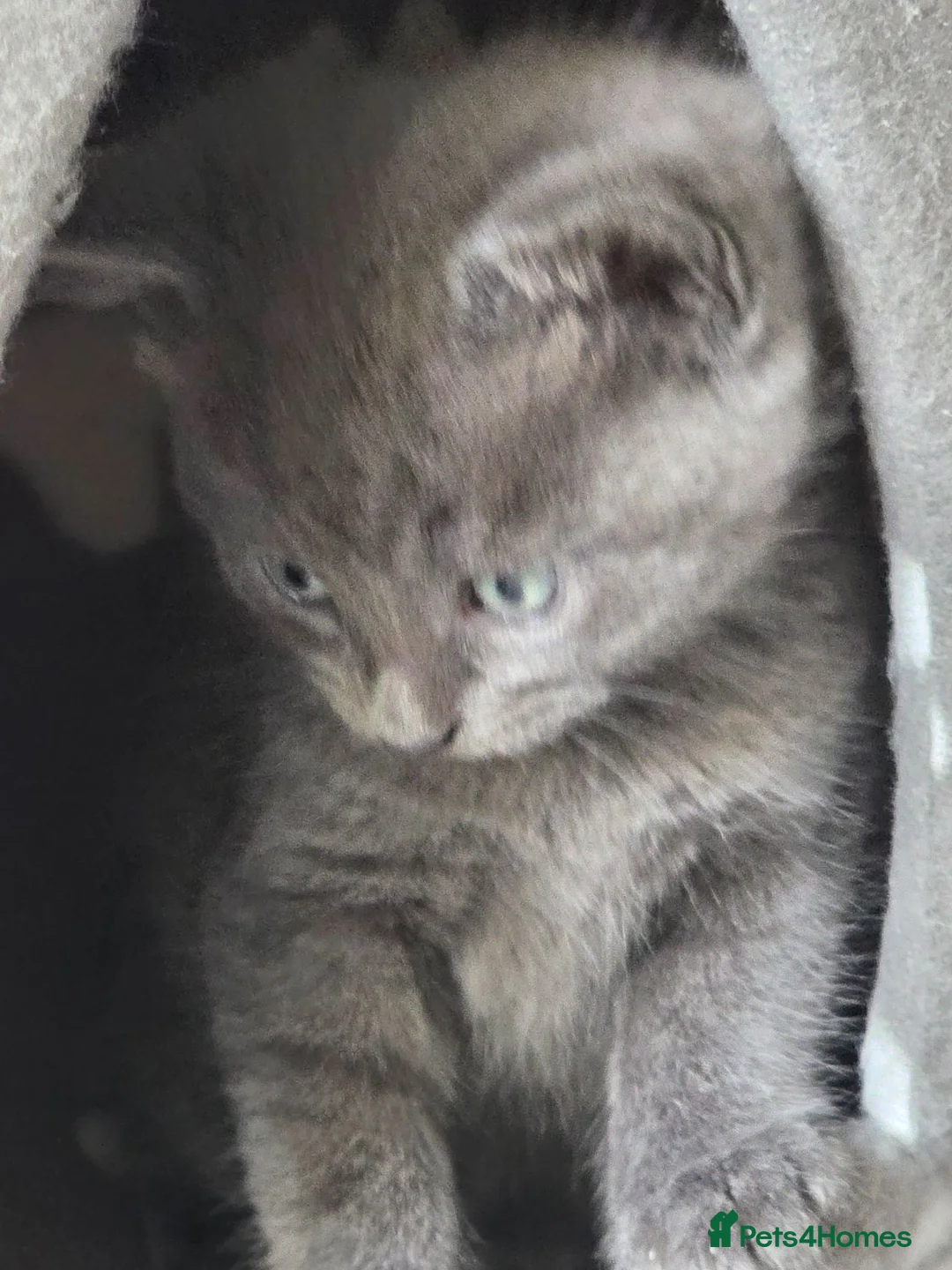 Russian Blue cats for sale: Baby kittens in Newcastle - Advert 2