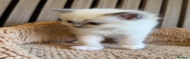Ragdoll 3