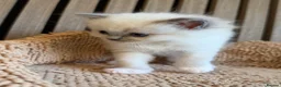 Ragdoll cats for sale: 4 Beautiful Family-Raised Ragdoll Kittens 🐾 - Advert 3