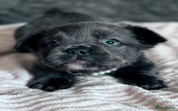 French Bulldog dogs for sale: FLUFFY FRENCH BULLDOGS  - Image 3
