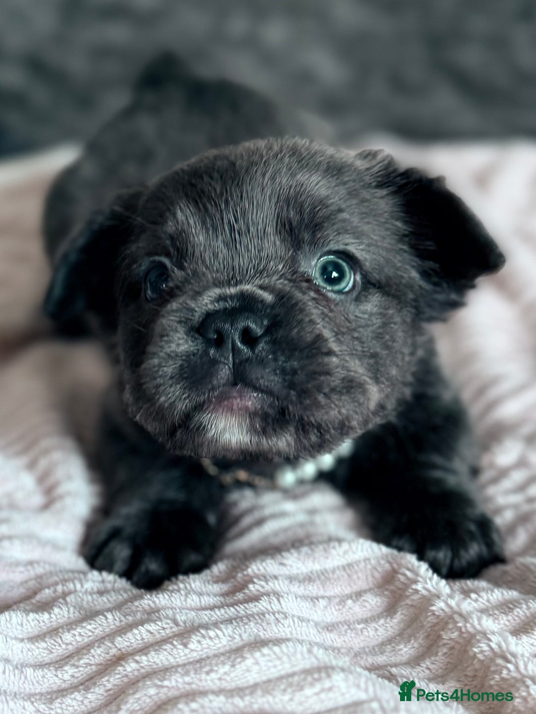 French Bulldog dogs for sale: FLUFFY FRENCH BULLDOGS  - Image 3