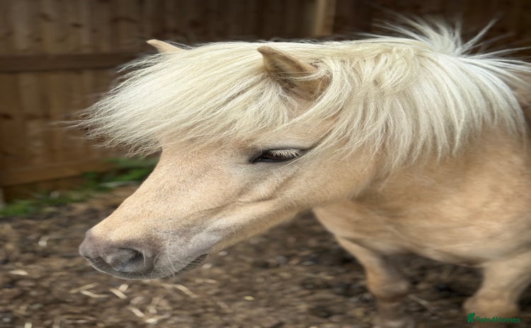 Shetland pony horses - Advert 2