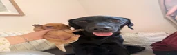 Goldador dogs for sale: Goldador Puppies - Advert 5