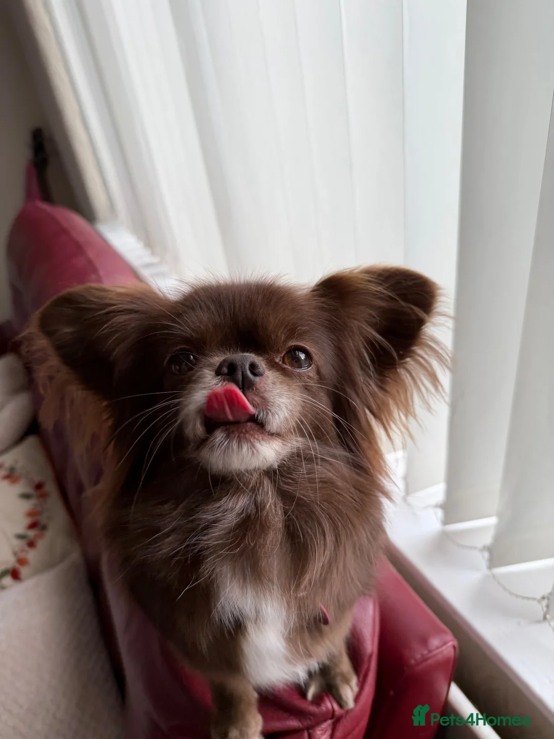 Mixed Breed dogs for sale: Beautiful Pekingese x chihuahua female  in Saint Helens - Advert 2