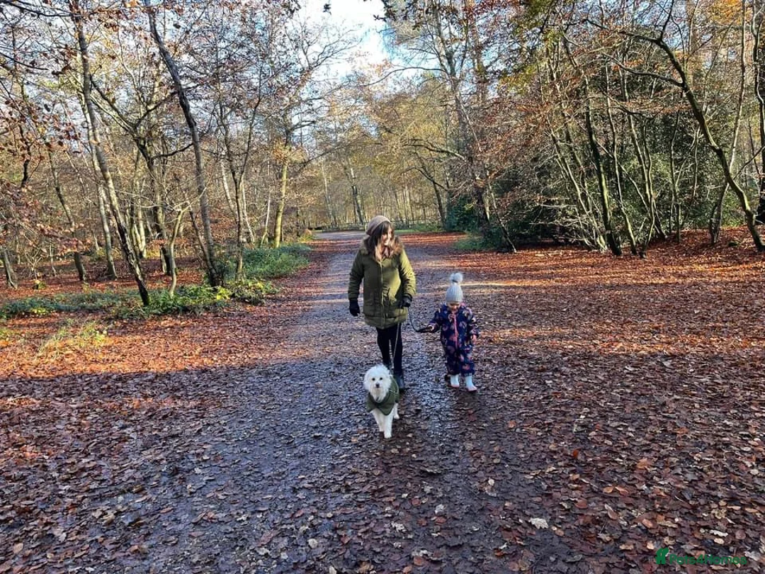 Mixed Breed dogs for sale: Zeus Exceptional Maltese x Whippet   - Advert 12