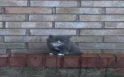 British Longhair cats for sale: Fluffy Grey British Longhair Kittens - Image 7