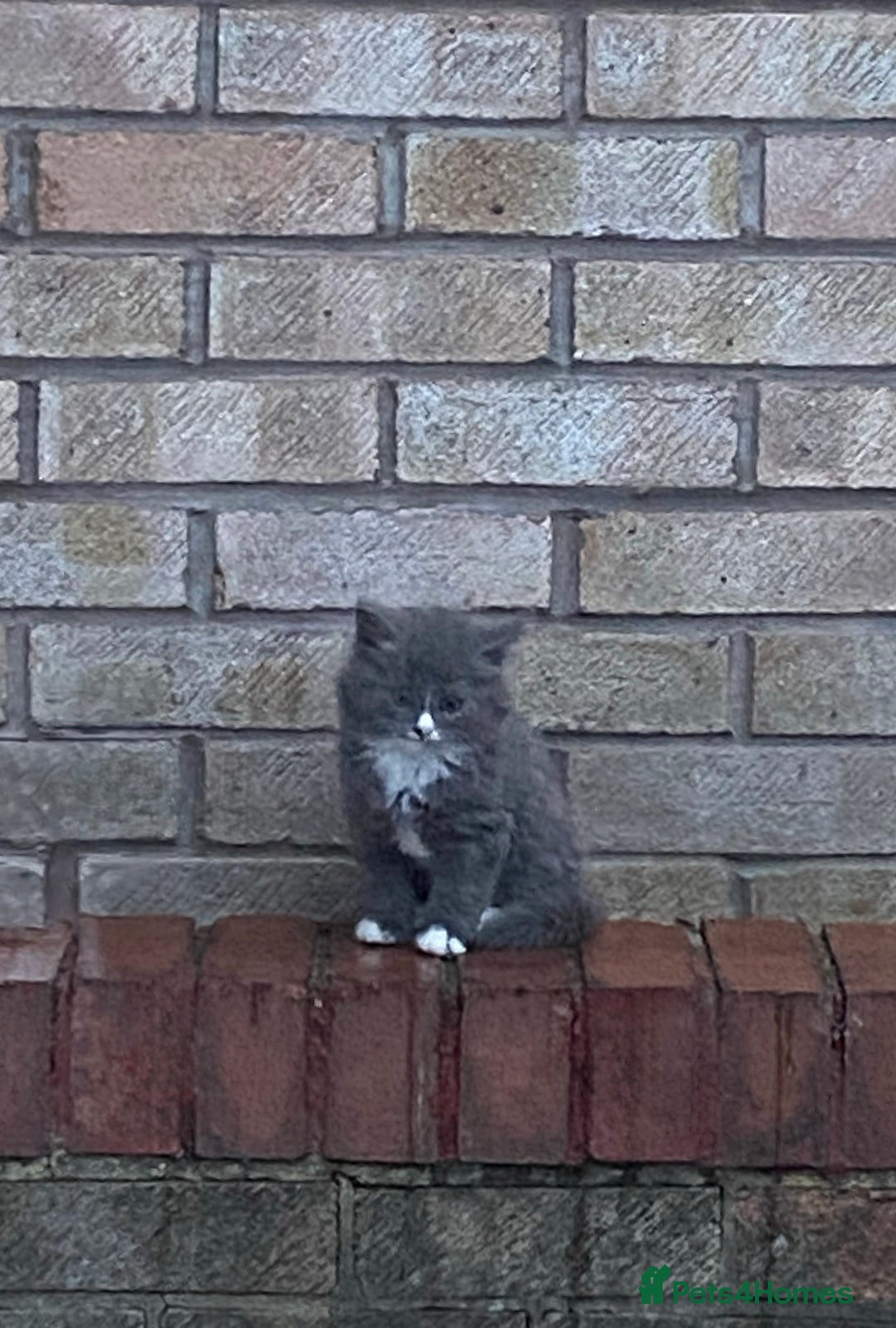 British Longhair cats for sale: Fluffy Grey British Longhair Kittens - Image 7