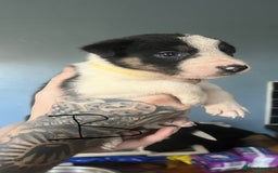 Border Collie dogs for sale: Border collie puppies - Image 6