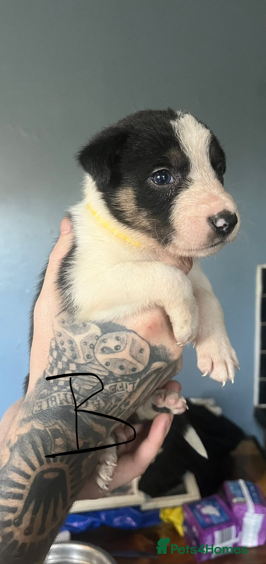 Border Collie dogs for sale: Border collie puppies - Image 6
