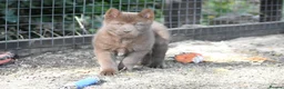 Chow Chow dogs for sale: Genuine chowski puppies  - Advert 9