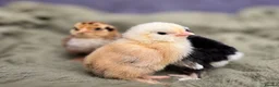 Chickens poultry for sale: Barbu D'uccle Chicks - Advert 2