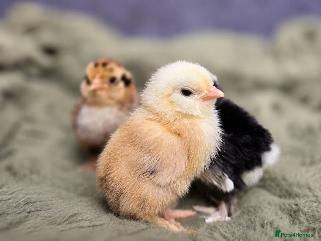 Chickens poultry for sale: Barbu D'uccle Chicks - Advert 2