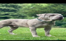 Mastiff dogs for stud: Molesser Mastiff stud (bandogge) - Image 2