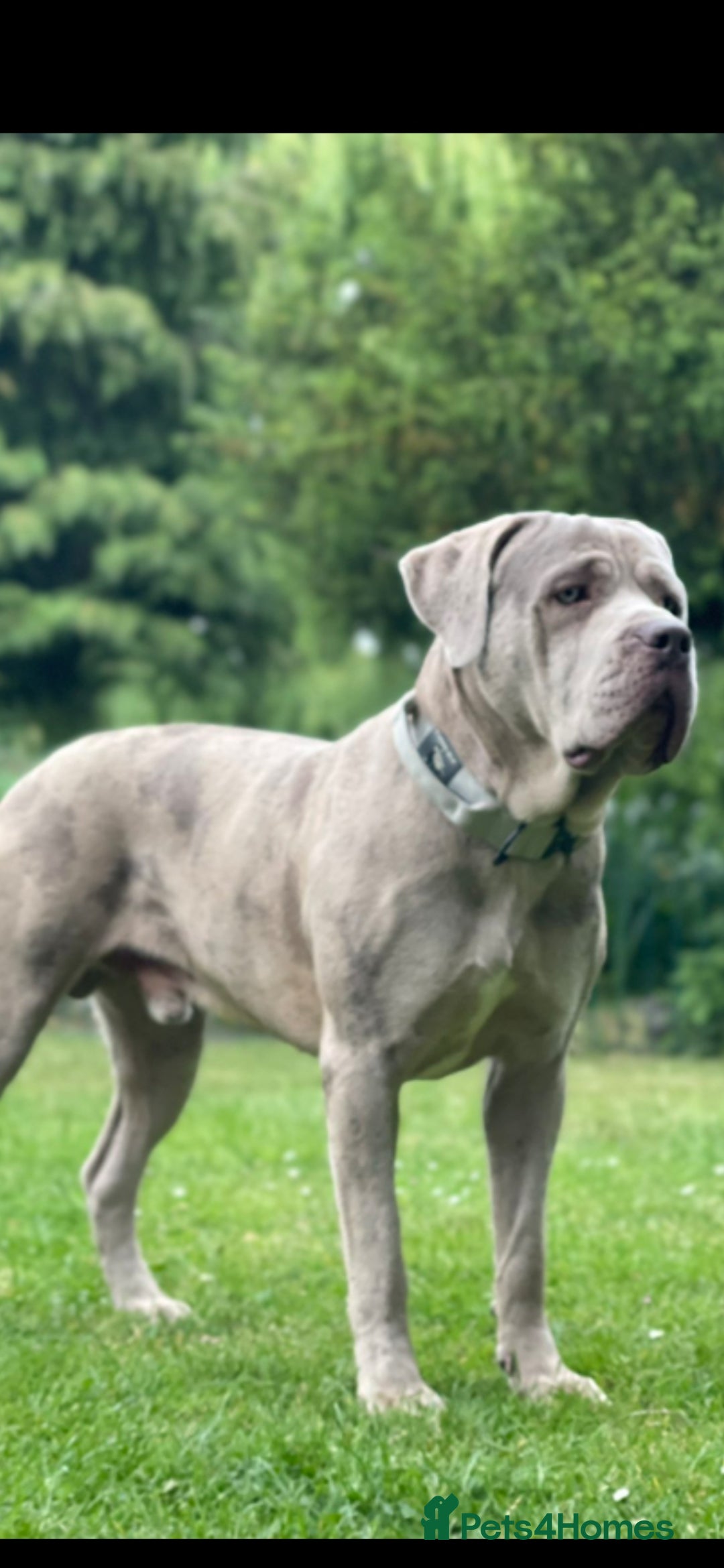 Mastiff dogs for stud: Molesser Mastiff stud (bandogge) - Image 2