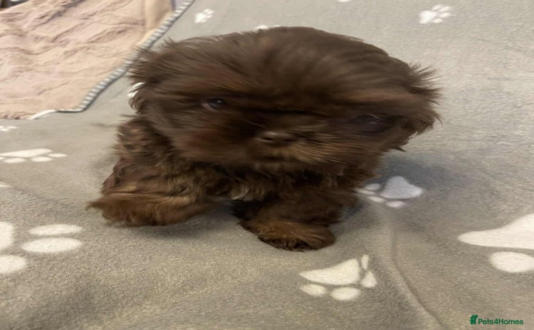 Shih Tzu dogs - Advert 4