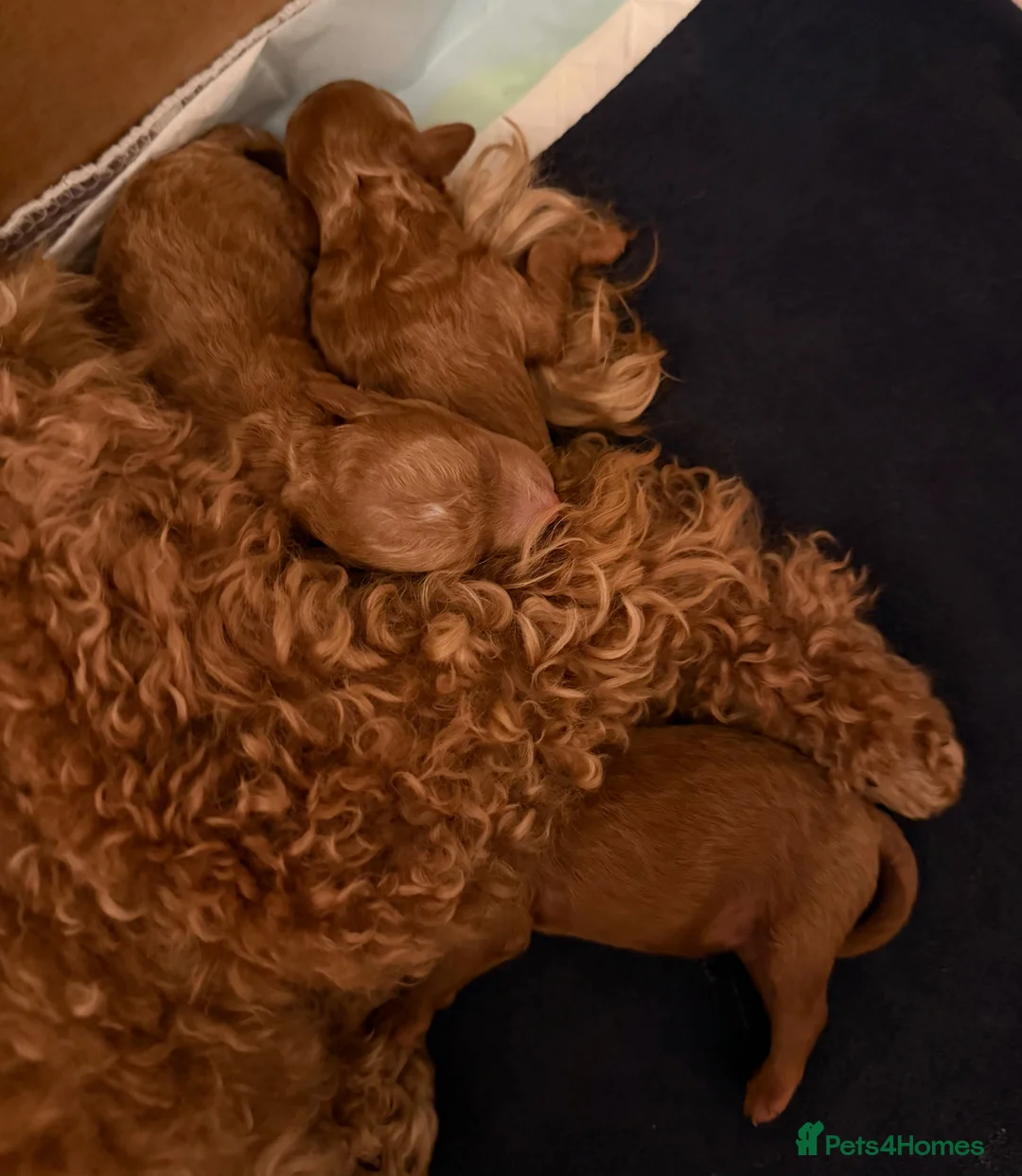 Toy Poodle dogs for sale: Outstanding KC toy poodles 🐩  - Advert 9