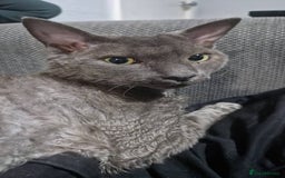 Devon Rex cats for sale: Devon rex male - Advert 2