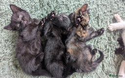 Mixed Breed cats for sale: Mixed coloured beautiful kittens 3 girls 3 boys  - Image 12