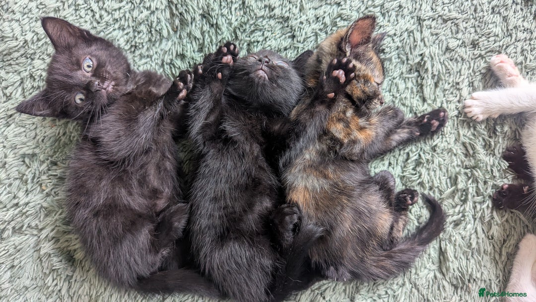 Mixed Breed cats for sale: Mixed coloured beautiful kittens 3 girls 3 boys  - Image 12