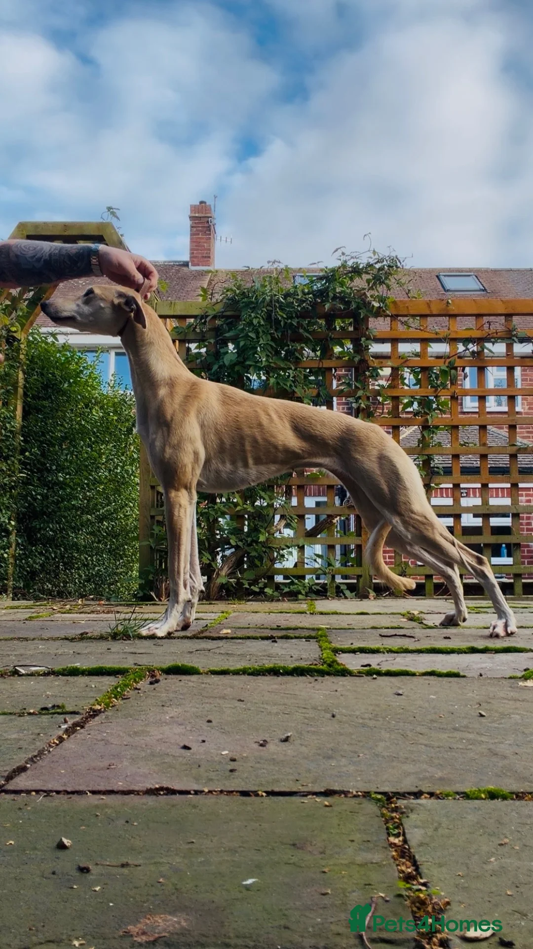 Lurcher dogs for sale: Top class bitch  - Advert 2